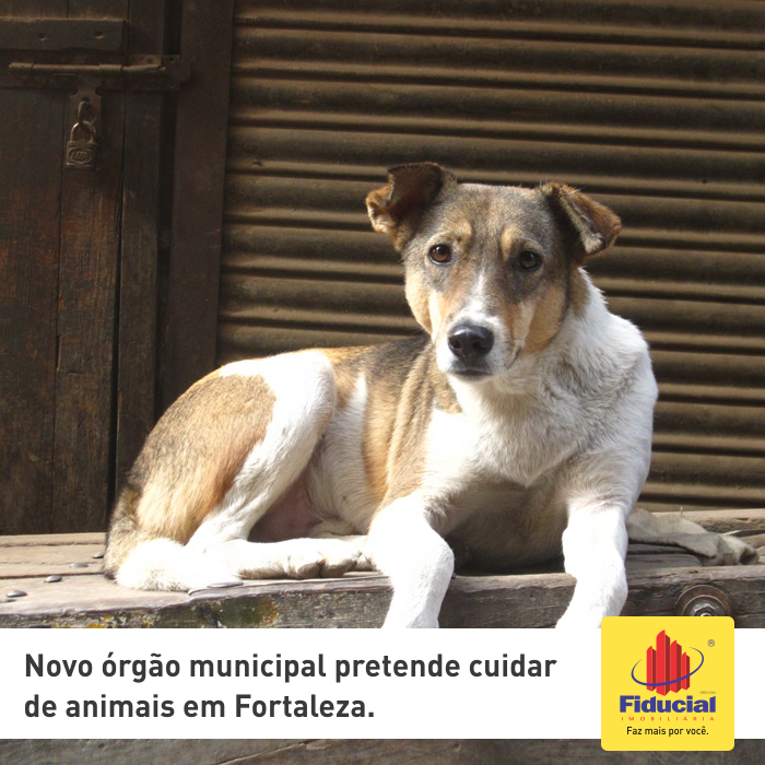 Novo &oacute;rg&atilde;o municipal pretende cuidar de animais em Fortaleza